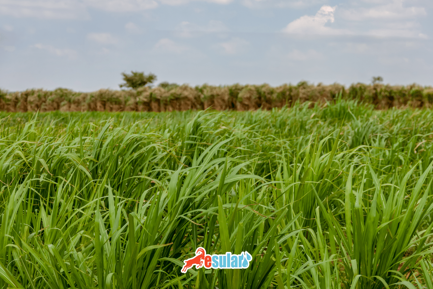 Was ist Maralfalfa?
