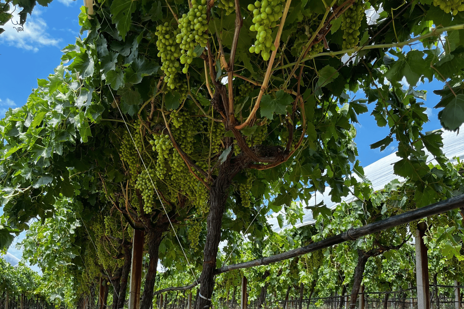 Wie lässt sich der Ertrag im Weinbau steigern? Intelligente Bewässerung mit Bodenfeuchtigkeitssensor
