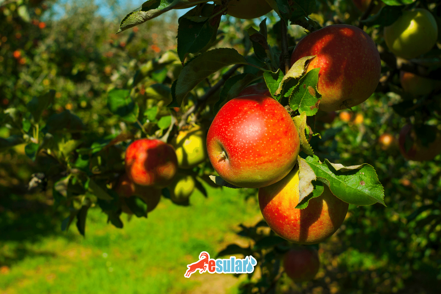 How is Apple Cultivation Done?