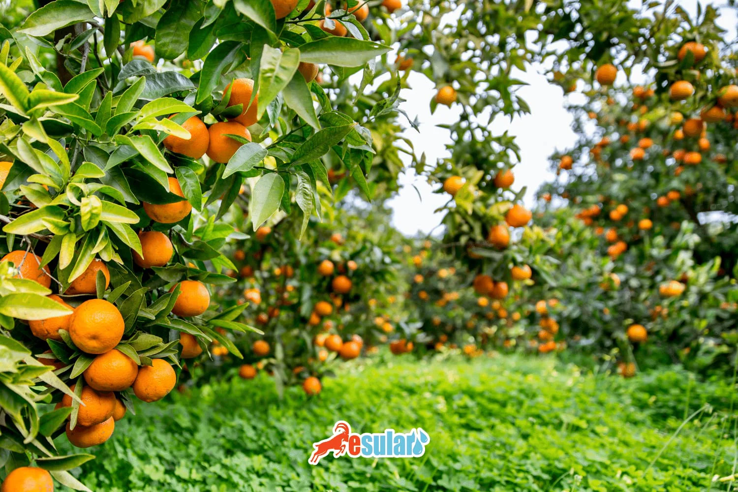 What are the Agricultural Products Grown in the Mediterranean Region?