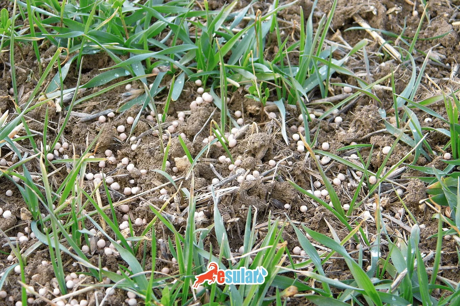 What is Basal Fertilizer, When is it Applied