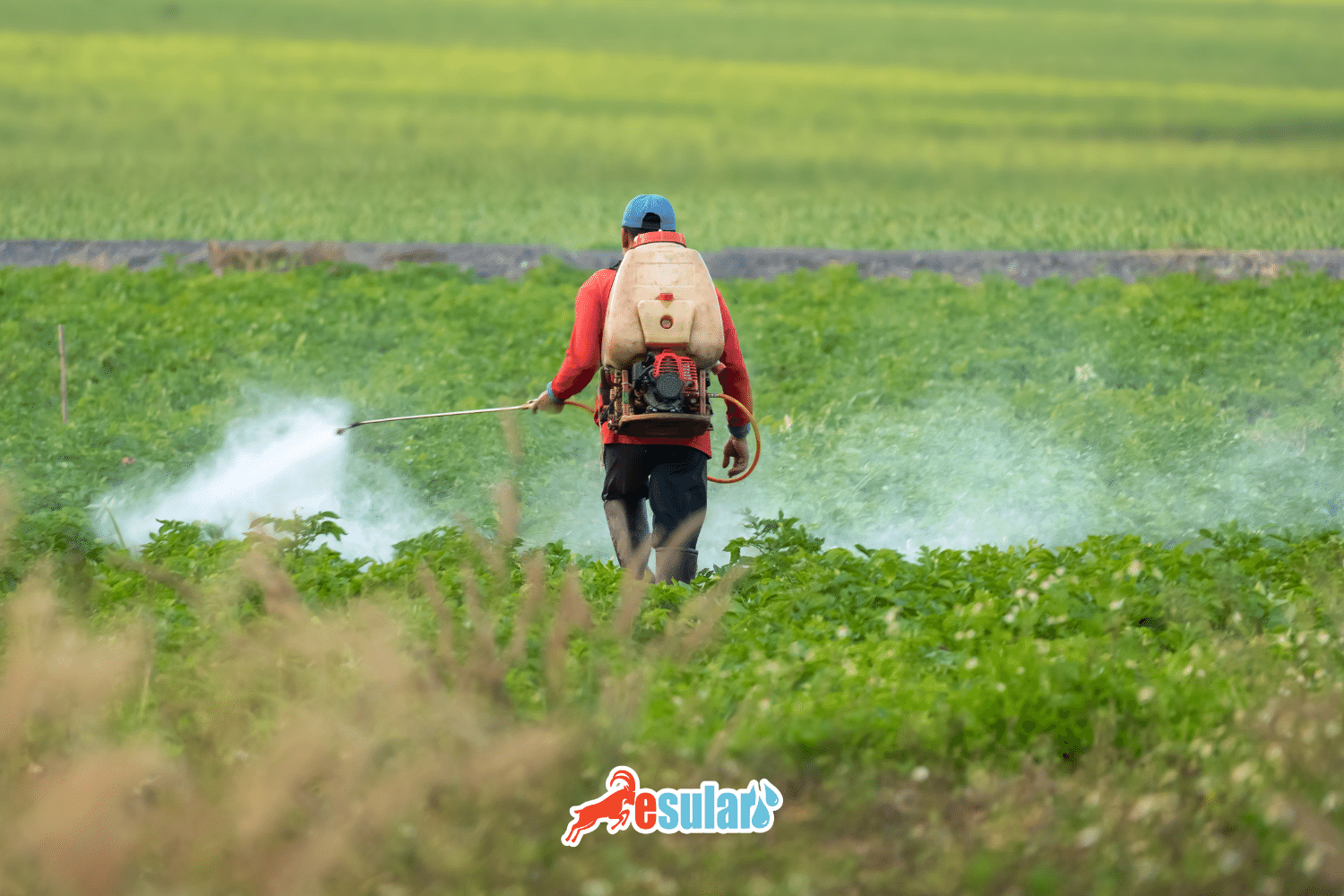 What is a Fungicide?