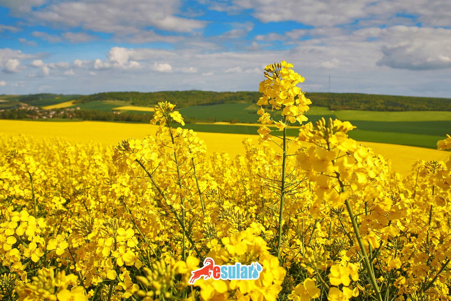 How is Rapeseed Cultivation Done?