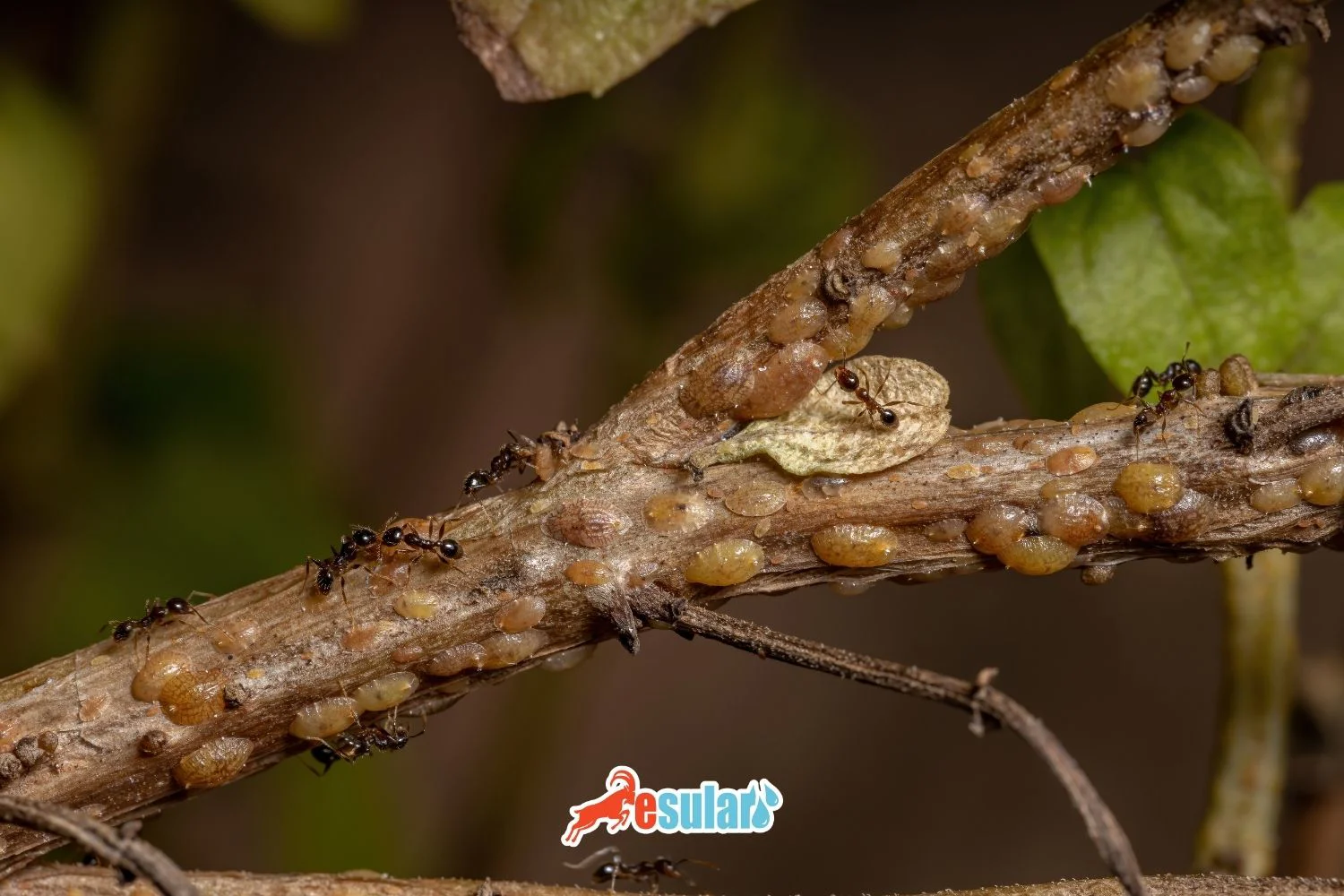 What is a Scale Insect?