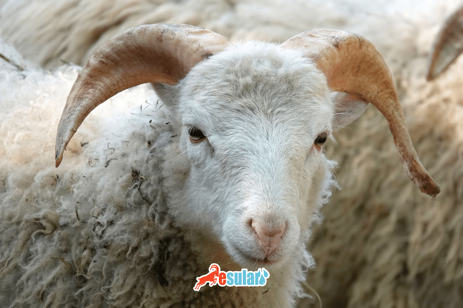 What is Butterfly Disease in Sheep?