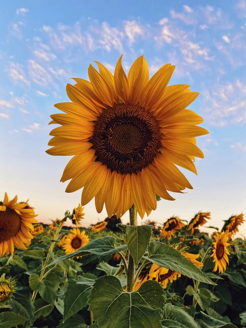 Warum sollte ich intelligente Bewässerungssysteme beim Sonnenblumenanbau bevorzugen?