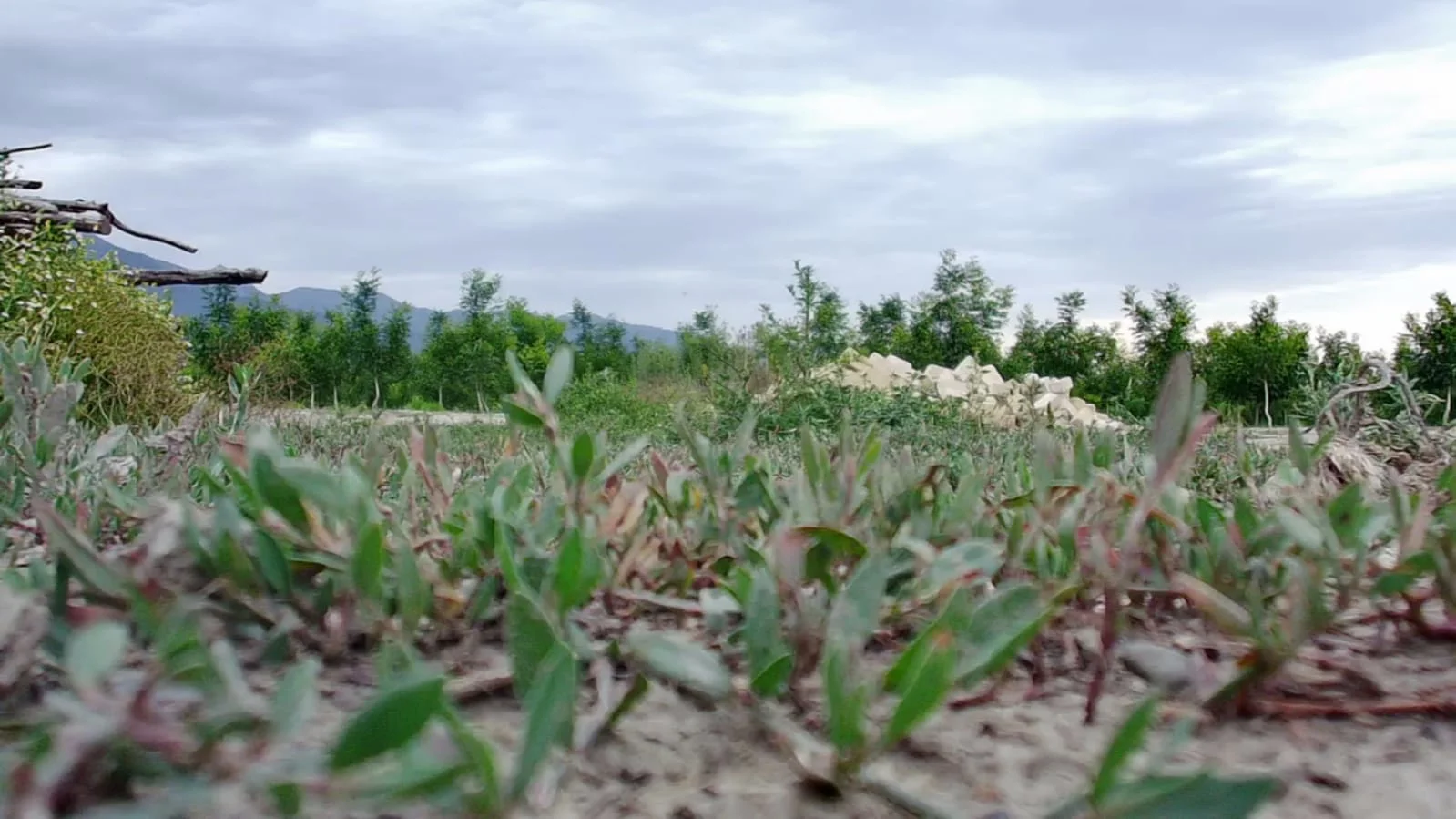Azərbaycan Qoz və Badam 600 Dekar Ağıllı Suvarma Sistemləri