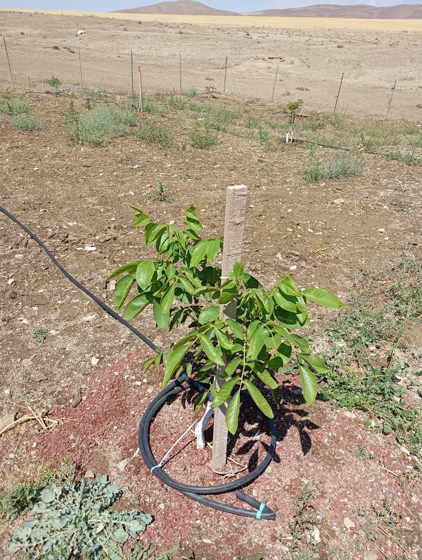 15-Acre Walnut Orchard Smart Irrigation Systems