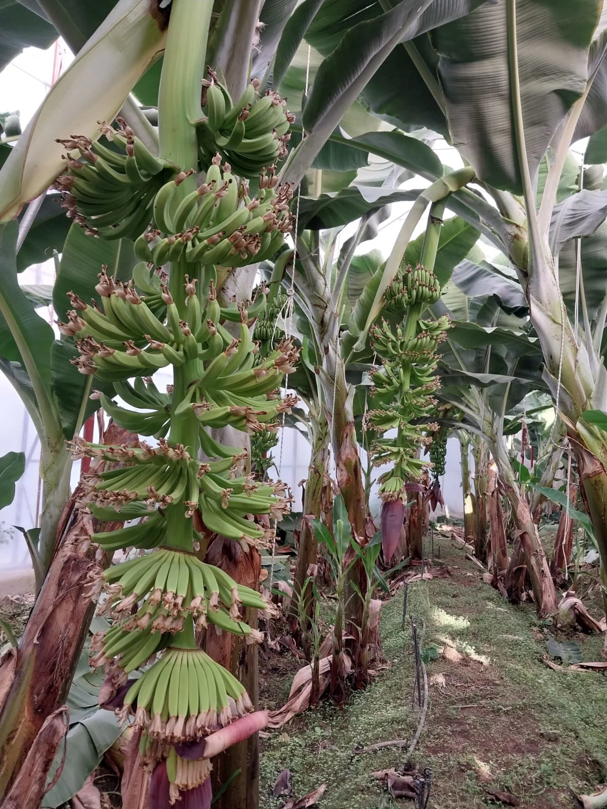 Invernadero de Bananas, Tareas de Ventanas Automáticas, Control Remoto de Invernadero