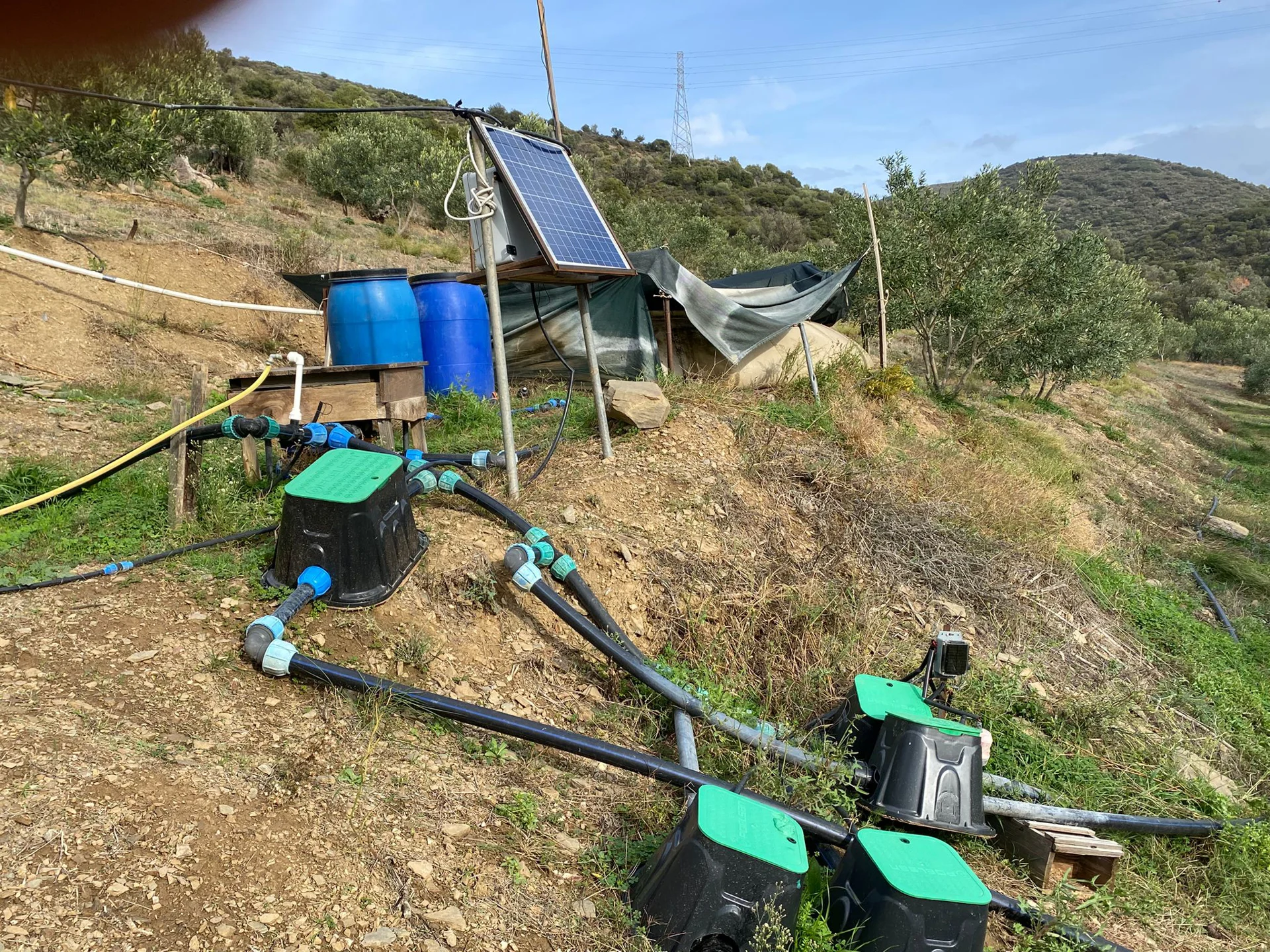 21亩Domat食用橄榄