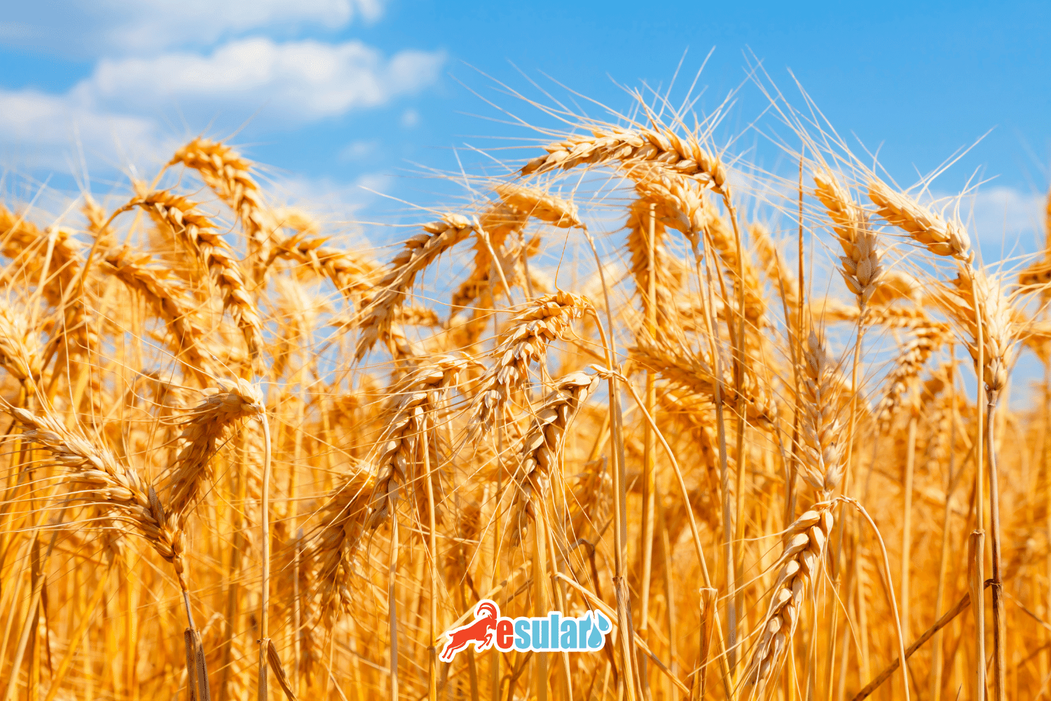 小麦种植如何进行？