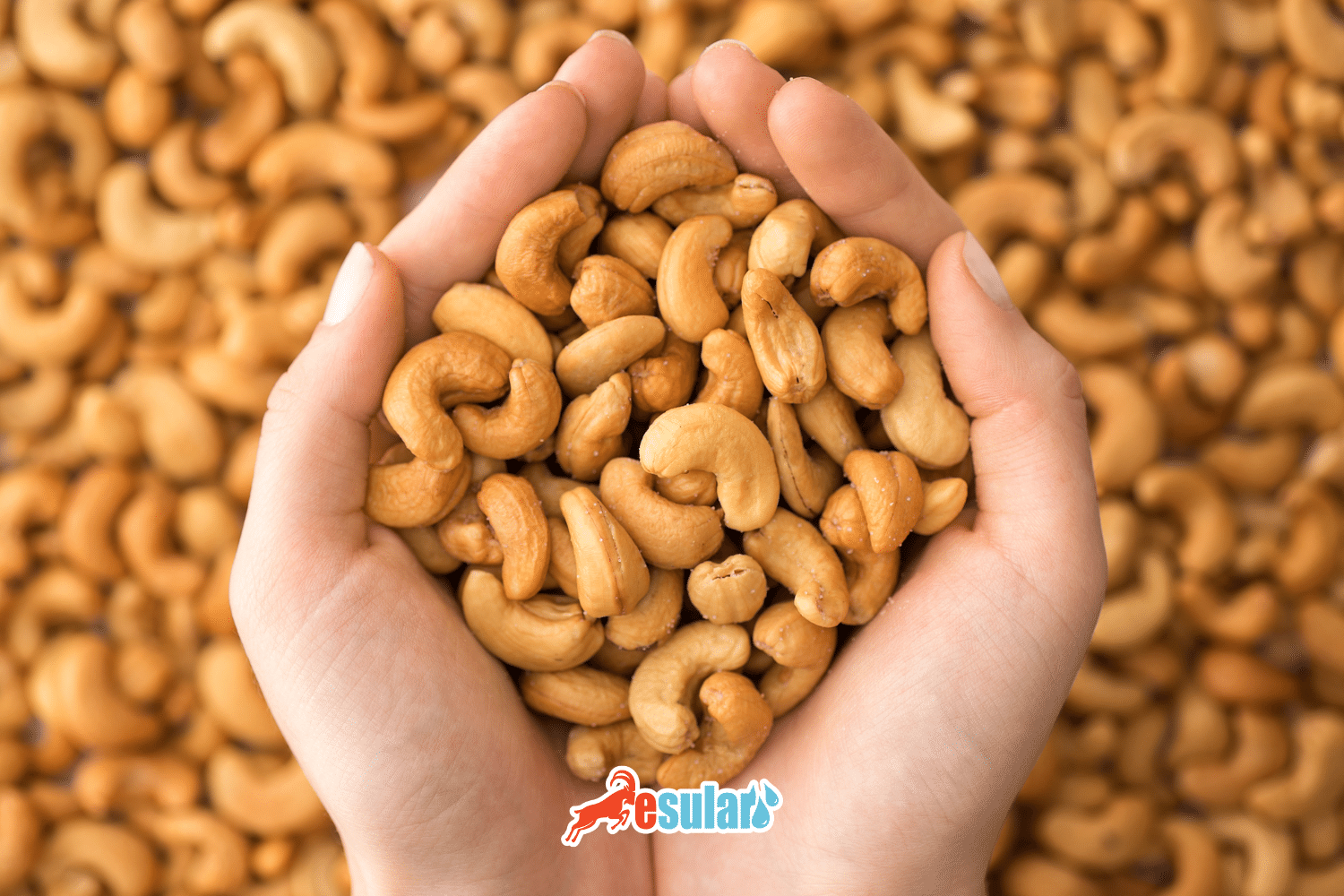 How is Cashew Cultivation Done?