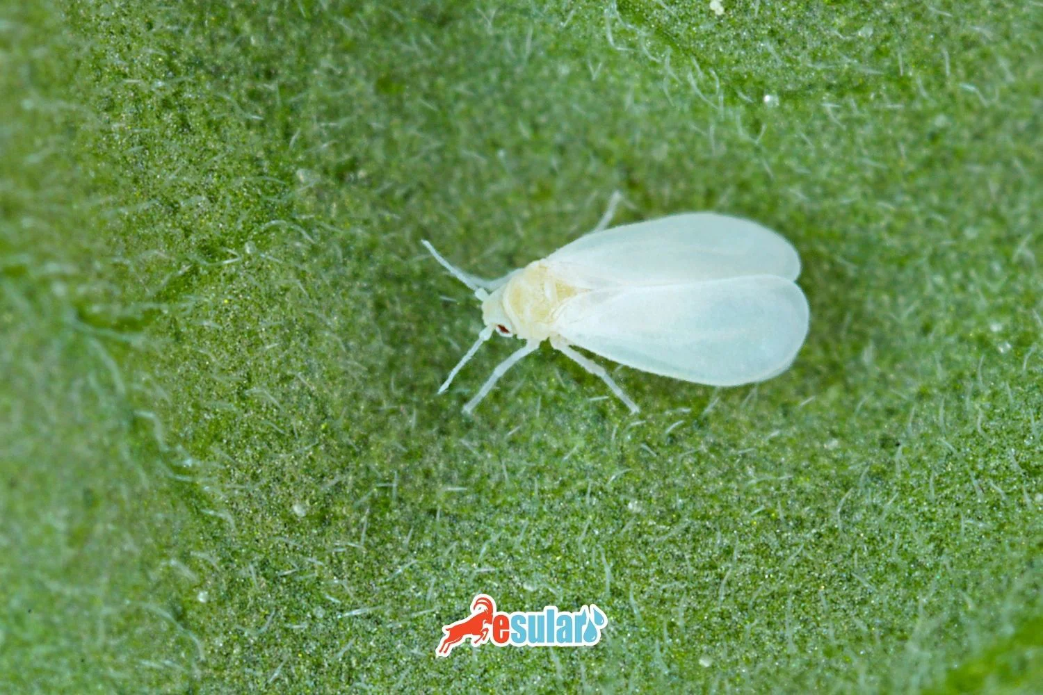 What is Citrus Whitefly?