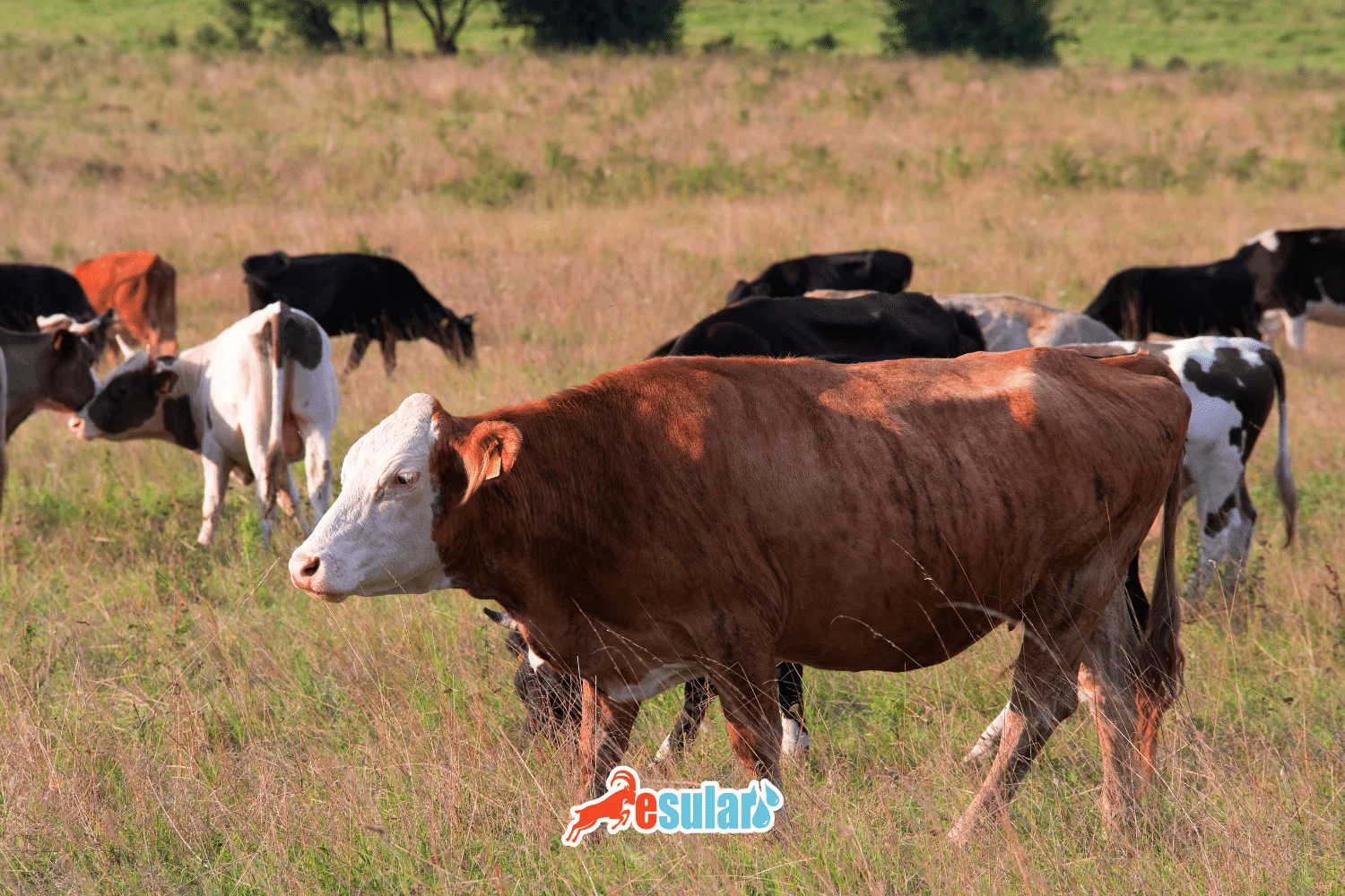 Mange Disease in Cows