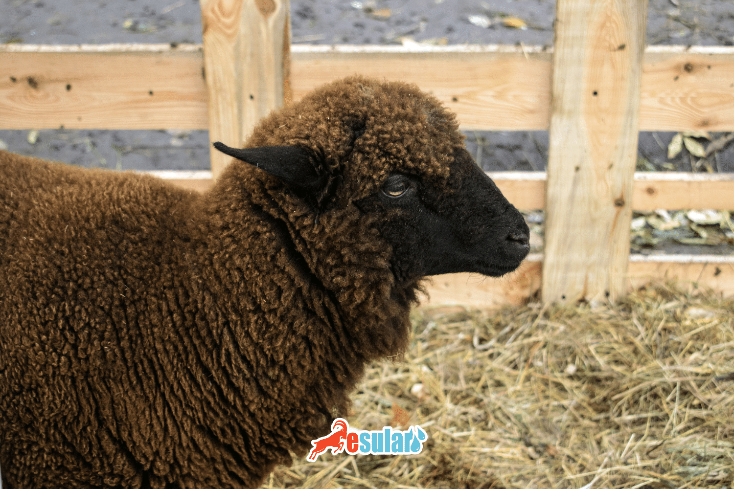 Why Do Lambs Grind Their Teeth?