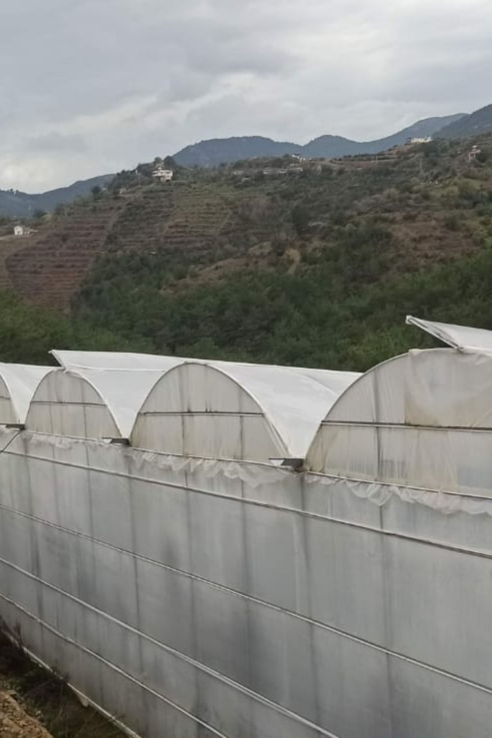 Greenhouse Automation: Circulation Fan Control and Humidity Balance | Esular