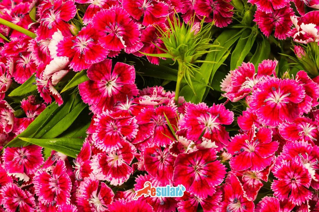 yabani-karanfil-nerede-yetisir