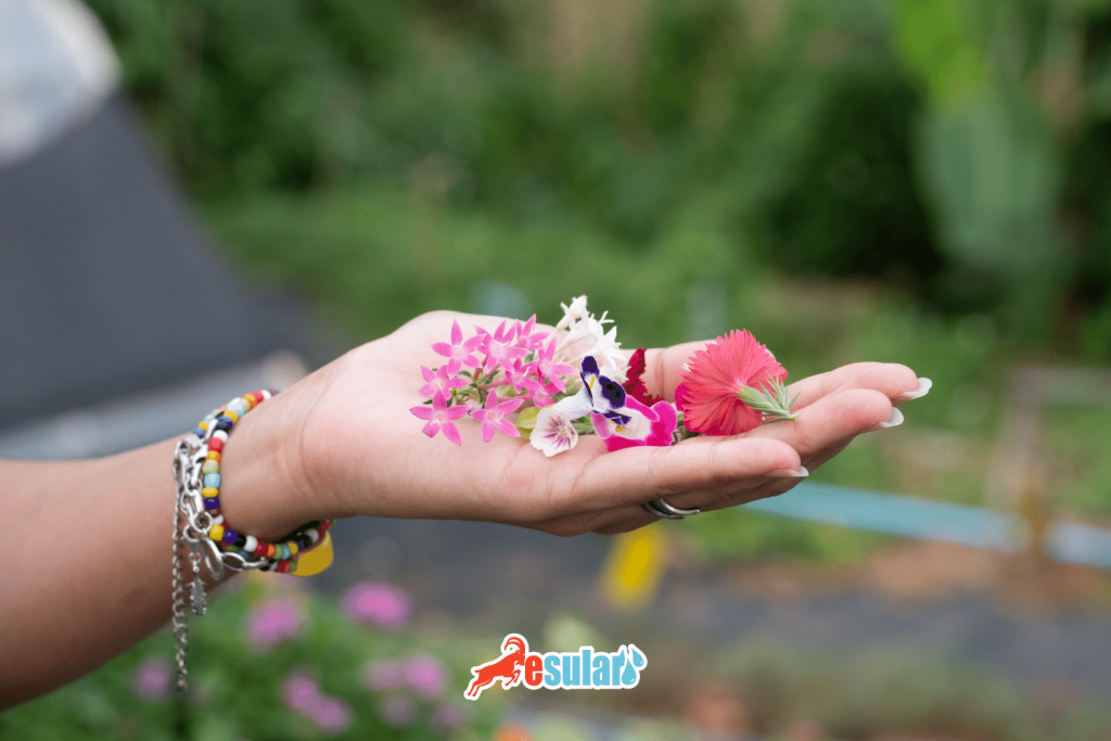 how-to-grow-edible-flowers