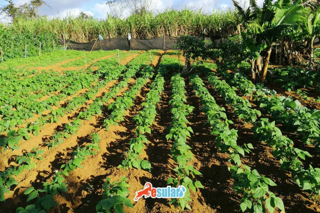 yer-fistigi-ne-zaman-ekilir