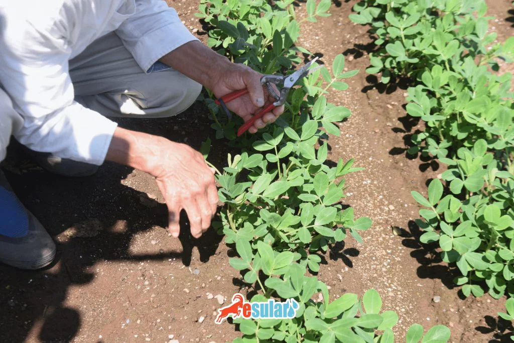 yer-fistigi-nerede-yetisir