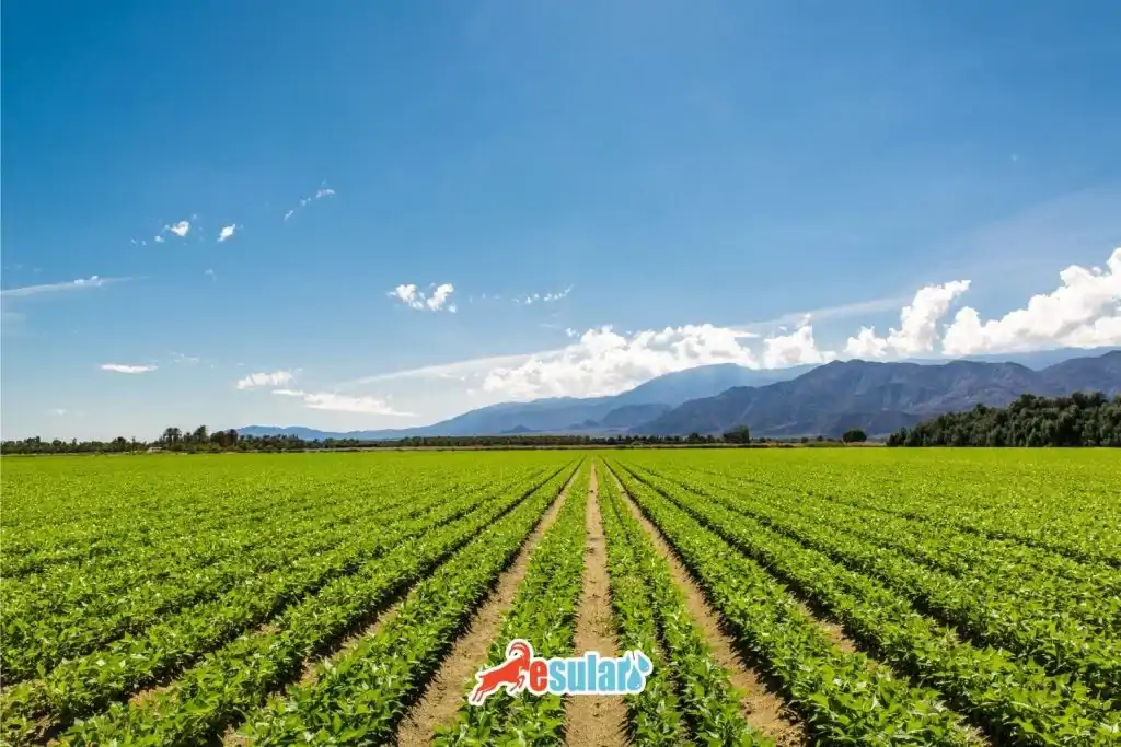 yer-fistigi-su-tuketimi