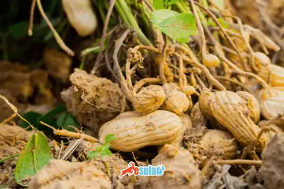How is Peanut Cultivation Done?