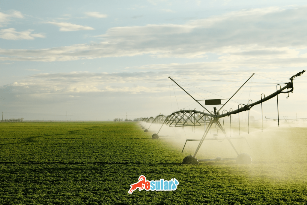alfalfa irrigation