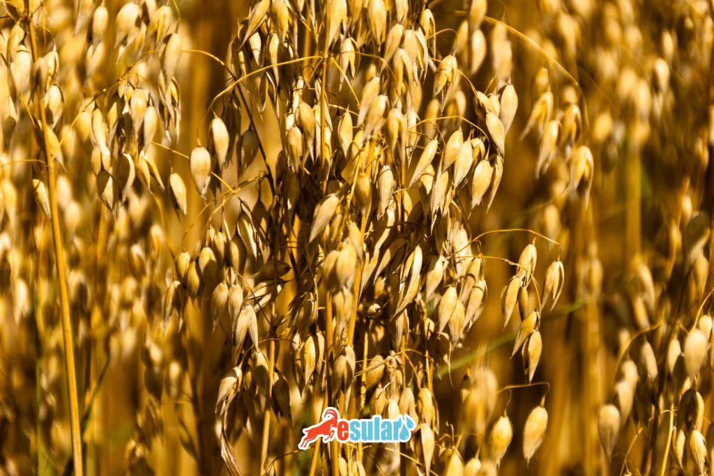 yulaf-yetistiriciligi