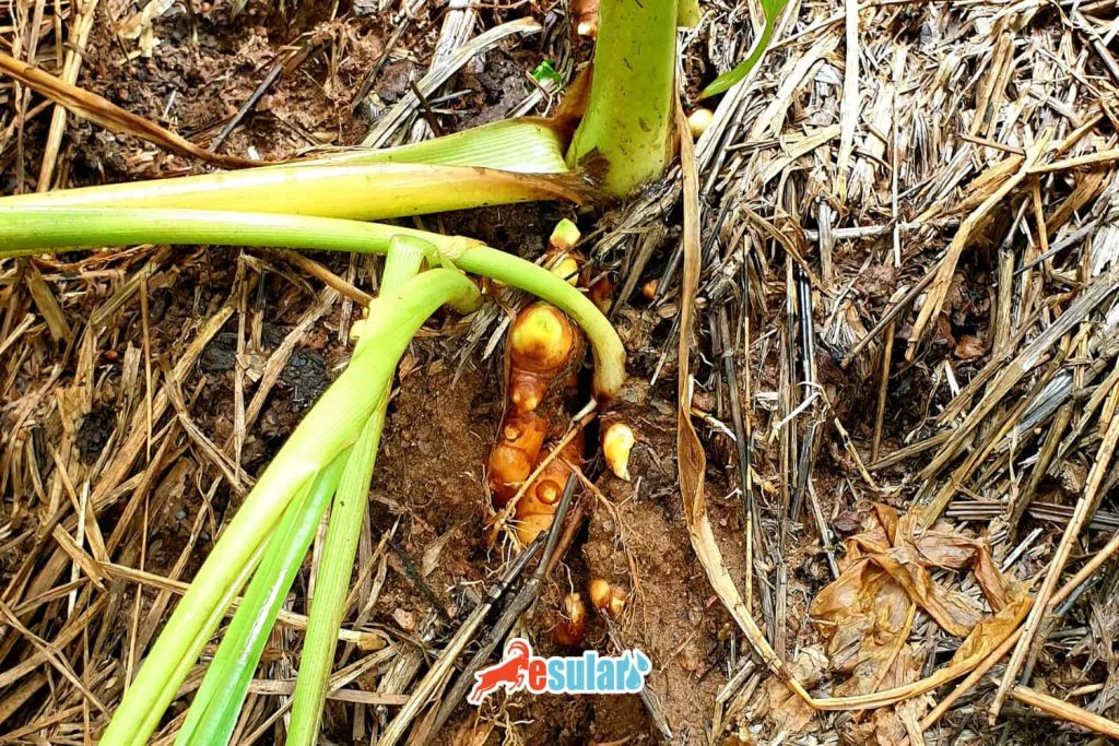 zerdecal-nerede-yetisir