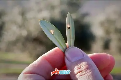 Olive Peacock Spot Disease