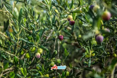 Zeytin Hastalık Modelleri: Tavus Kuşu Lekesi ve Dijital Takip Rehberi