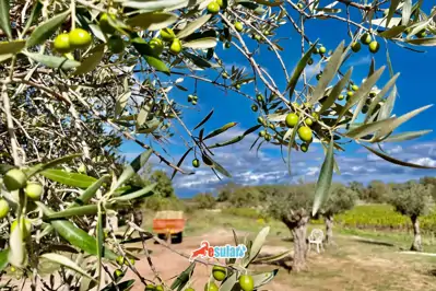 Zeytin hastalıkları ve zararlıları ile dijital mücadele yöntemleri