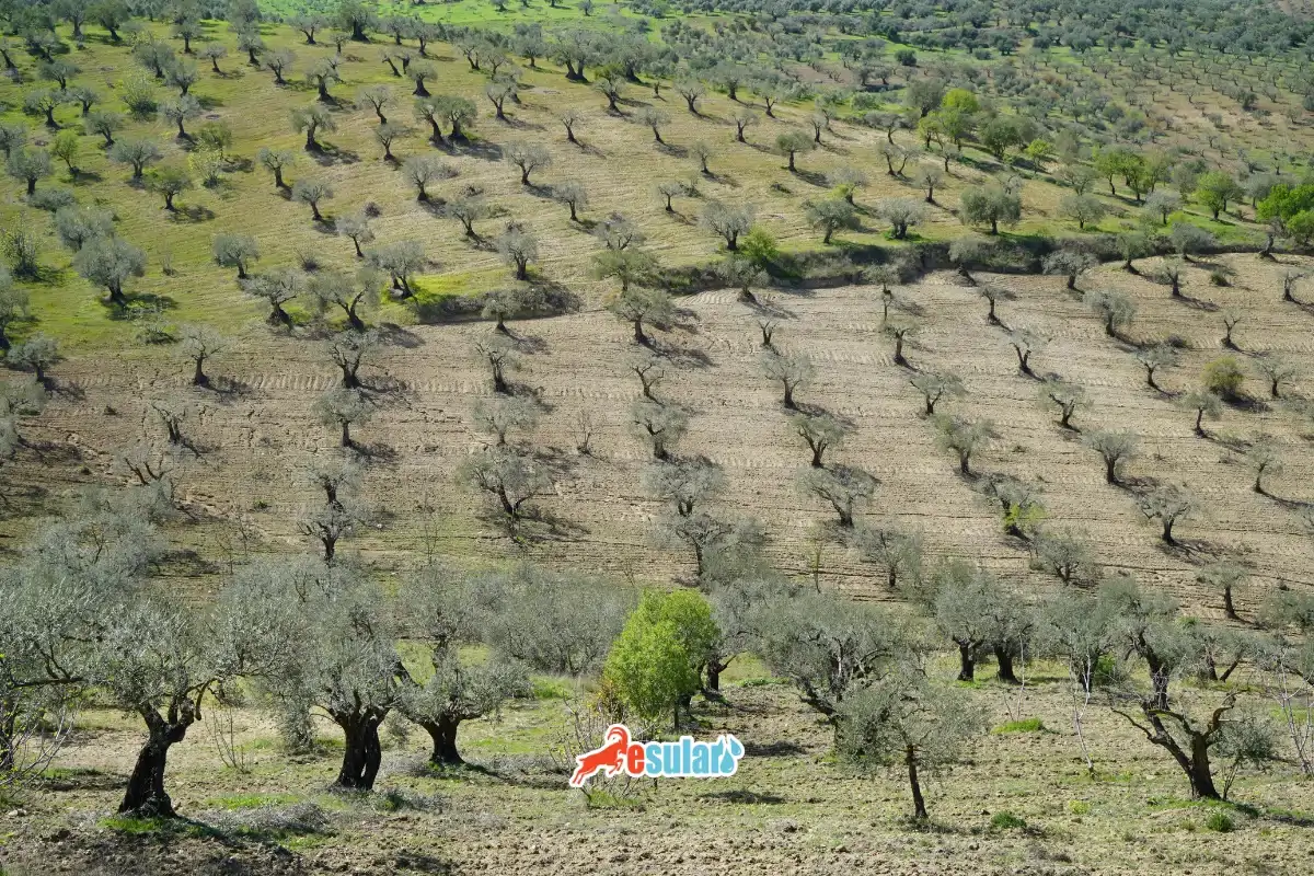 Zeytinlik — ideal iklim ve toprak koşullarında akıllı sulama