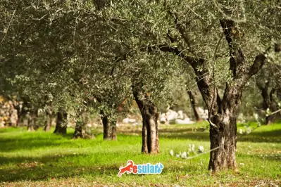 Zeytin Yetiştiriciliği