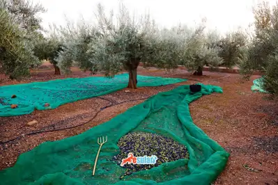 Zeytin Yetiştiriciliği Rehberi: Zeytinin Ana Vatanı Hatay’dan Akıllı Tarım Teknolojilerine Uzanan Yolculuk