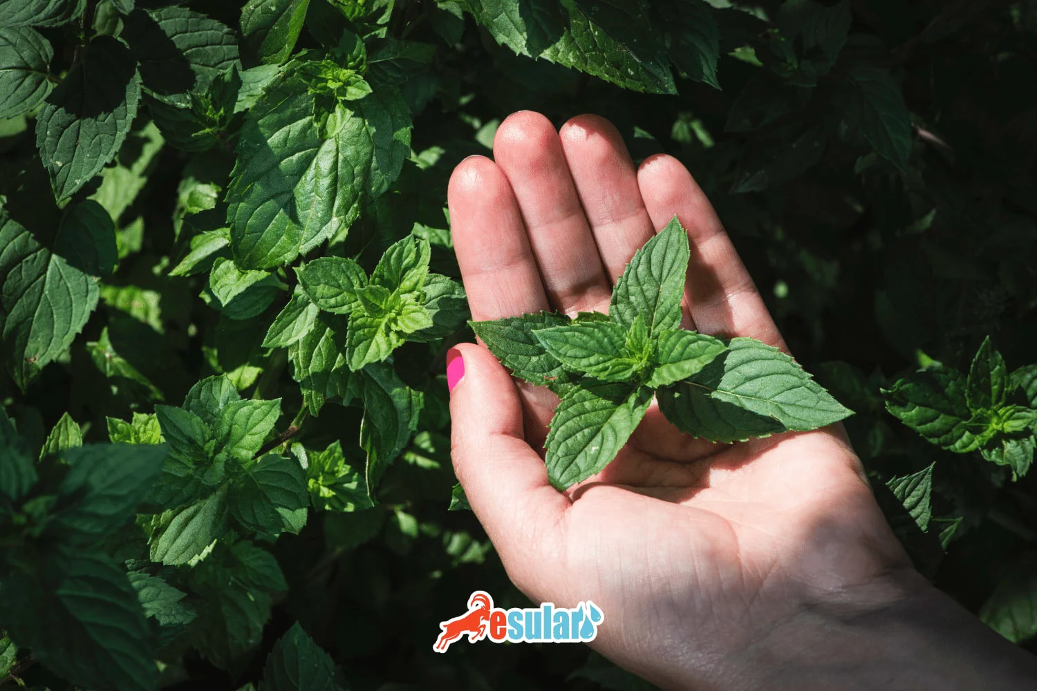 如何种植薄荷？