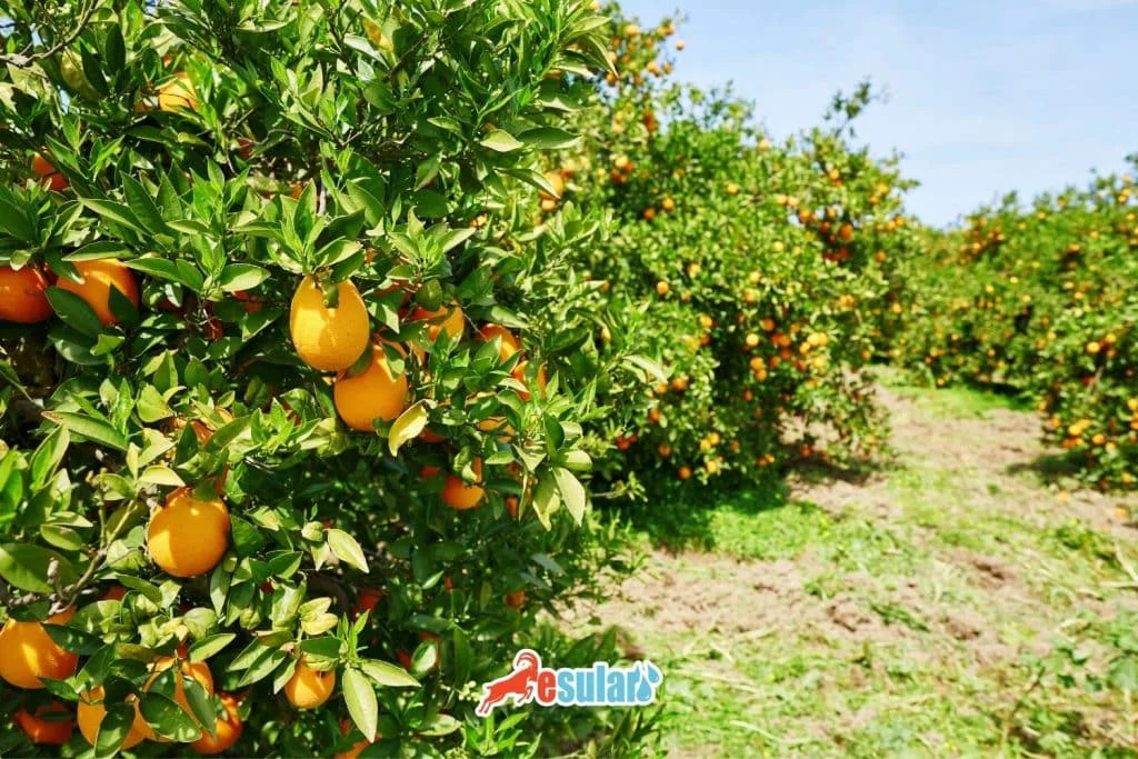 كيف تتم زراعة البرتقال؟