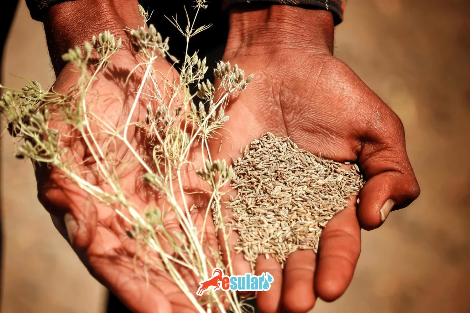 Zirə Yetişdirilməsi Necə Həyata Keçirilir?