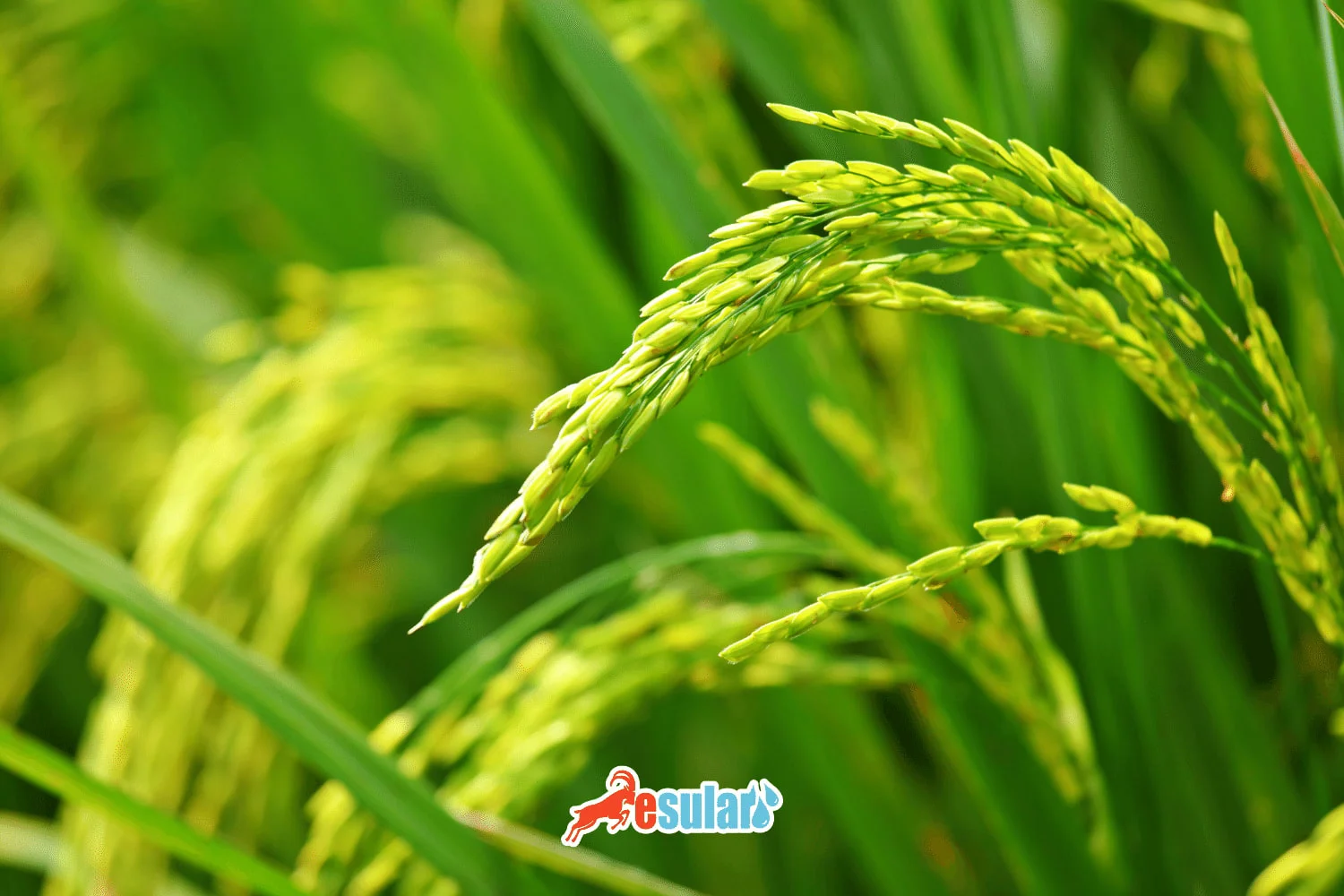 水稻生产中的滴灌