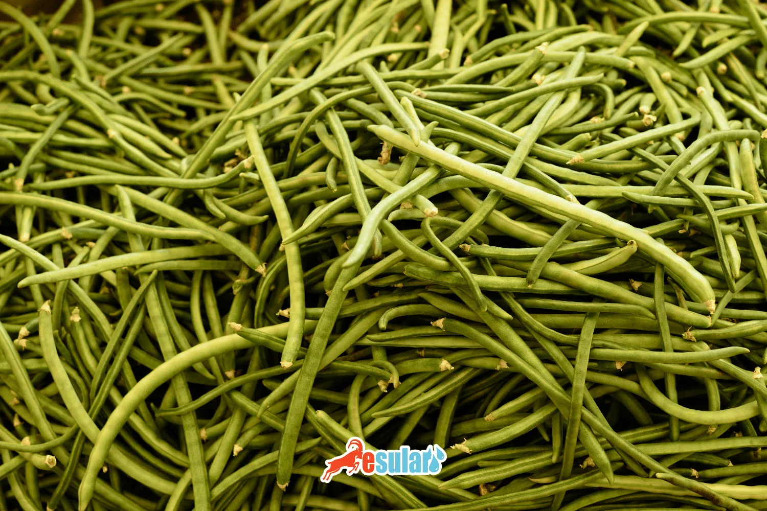 如何种植豇豆？