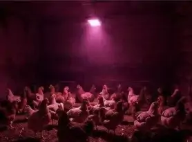 Kümes içi LED aydınlatma — Esular KümesPro ile aynı panelden
