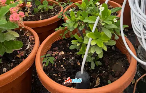 Esular Smart-Soil 4 PRO Nem-EC-Sıcaklık Sensörü