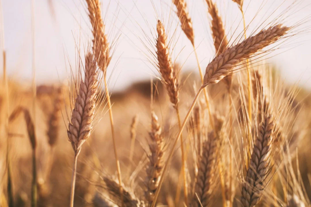 Buğdayda Akıllı Sulama Çözümleri