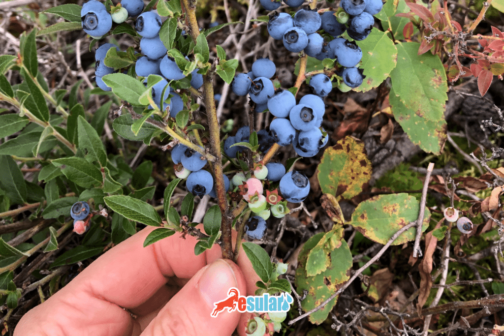 blueberry-bakim-isleri