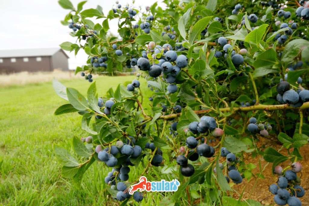 blueberry-cogaltma-yontemleri