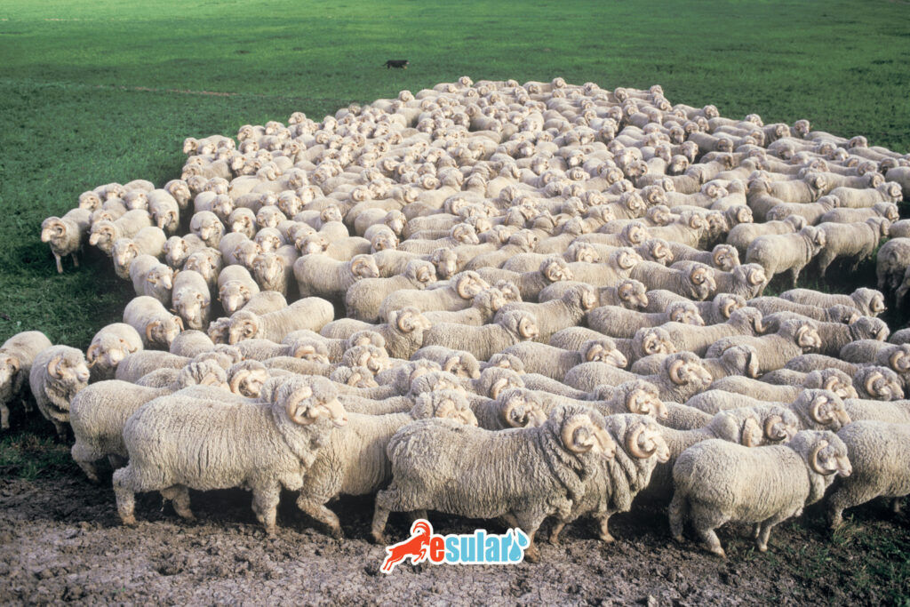 merinos-koyunu-yilda-kac-kez-dogurur