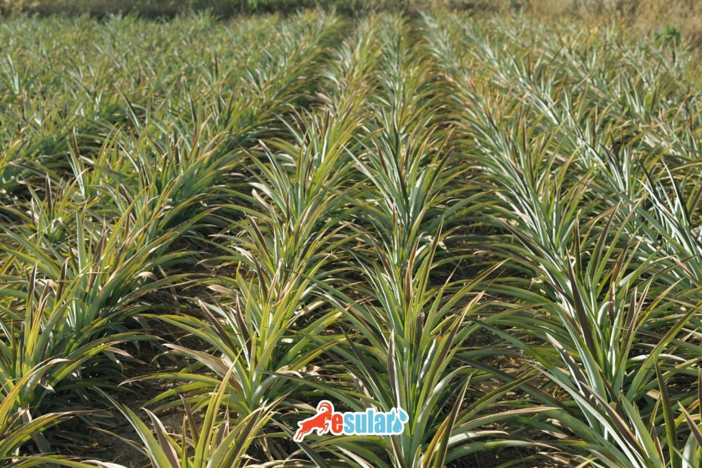 ananas-yetistirme