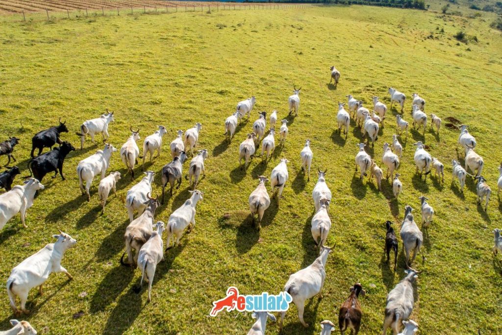 drone-ile-suru-nasil-takip-edilir