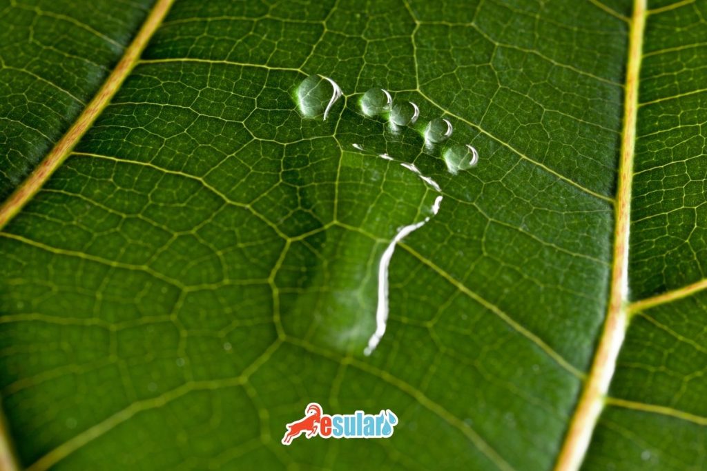 yesil-ayak-izi