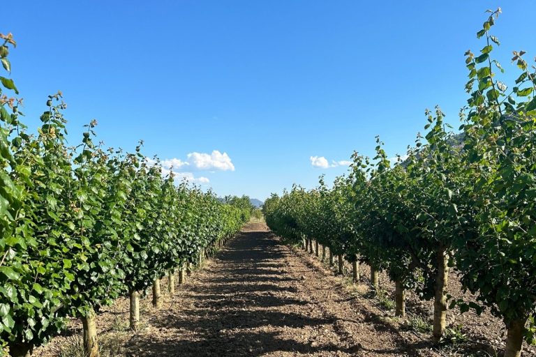 Meyce yetiştiriciliği